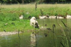 2.-Sheep-at-Black-Pool-1