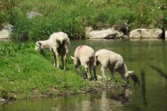 2.-Sheep-at-Black-Pool-2