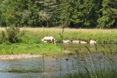 2.-Sheep-at-Black-Pool-3