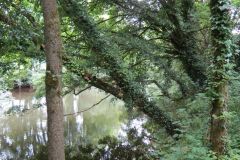 12.-Downstream-from-Washfield-Weir-2