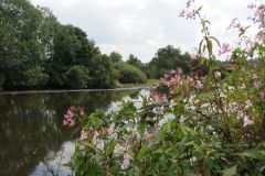 12.-Downstream-from-Washfield-Weir-5