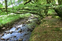 14.-Upstream-from-Warrens-Bridge-5