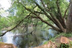 8.-Upstream-from-Bickleigh-6
