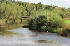 2.-Looking-upstream-from-Cowley-River-Creedy-bridge-2