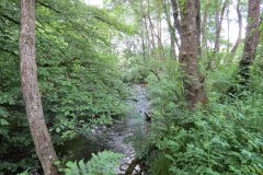 11c.-Upstream-from-Lyncombe-16