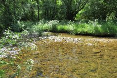 11c.-Upstream-from-Lyncombe-2