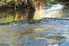 1a.-Downstream-from-Lyncombe-below-Lyncombe-Hill-10