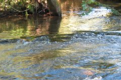 1a.-Downstream-from-Lyncombe-below-Lyncombe-Hill-10