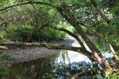 15.-Upstream-from-Edbrooke-Bridge-7