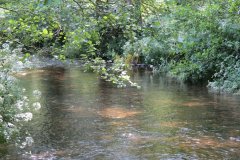 1.-Downstream-from-Edbrooke-Bridge-8