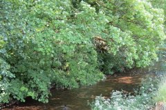 6.-Downstream-from-Exe-Footbridge-3