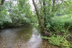 2.-Downstream-from-Week-Bridge-11