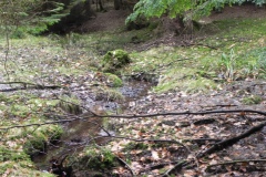2.-The-early-river-Cale-in-Coneygore-Wood