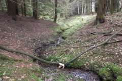 4.-Looking-upstream-to-source-in-Coneygore-Wood
