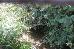 15.-Millbrook-Gardens-Bridge-Looking-Downstream