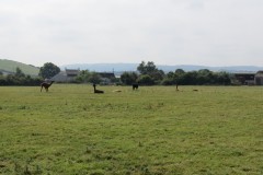 IMG_1076