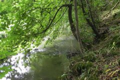 47.-Marston-Mill-Stream-Upstream-from-Mill