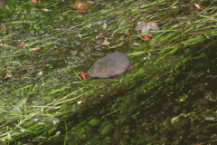 6.-Water-Vole-on-Cheddar-Yeo