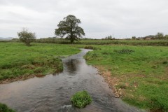 9.-Downstream-from-Blackmore-Farm-Footbridge-2