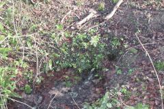 2.-St-Aldhelms-Well-Stream-Emerges