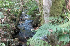 55.-Downstream-from-bridleway-DU-715-ford