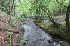 61.-Flowing-below-Stolford-Wood