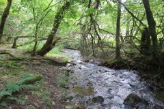 64.-Flowing-below-Stolford-Wood