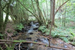 75.-Flowing-below-Stolford-Wood
