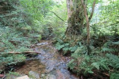 82.-Flowing-below-Stolford-Wood