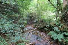 83.-Flowing-below-Stolford-Wood
