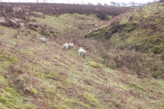 3. Sheep above Weir Water