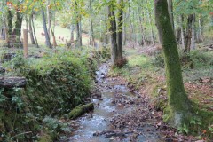 7.-Flowing-beteween-Higher-Durborough-Plantation-and-Aisholt-Common-11