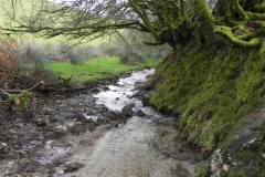 20. Downstream from Little ash Combe