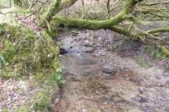 39. Flowing through Great Ash Wood