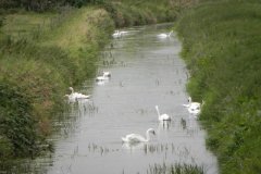 48.-Looking-downstream-from-Sharpham-Lane-Bridge
