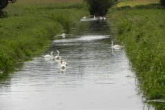 51.-Looking-upstream-from-Church-Farm-Bridge
