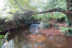 1.-Durliegh-Brook-upstream-from-Reservoir-55