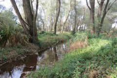 1.-Durliegh-Brook-upstream-from-Reservoir-8