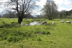 17. Upstream from Kentsford Farm