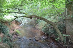 15.-Downstream-from-Haselbury-Old-Bridge-1