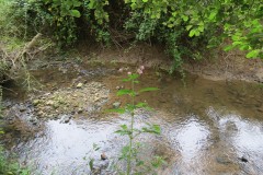24.-Upstream-from-Easthams-Bridge