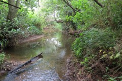 8.-Downstreaqm-from-Haselbury-Mill-4