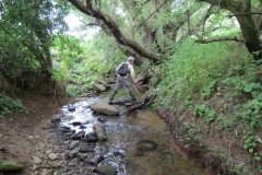 8.-Downstreaqm-from-Haselbury-Mill-5