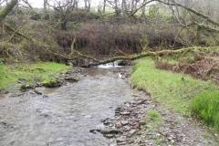 11. Flowing through Holwell Wood