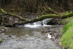 12. Flowing through Holwell Wood