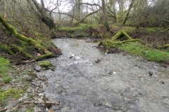 13. Flowing through Holwell Wood