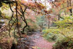 Autumn-Colours-Horner-Woods-1