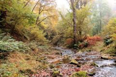 Autumn-Colours-Horner-Woods-10