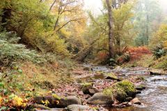 Autumn-Colours-Horner-Woods-11