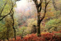 Autumn-Colours-Horner-Woods-12
